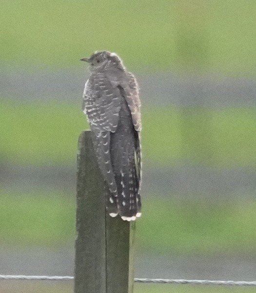 大杜鵑 - ML644344394