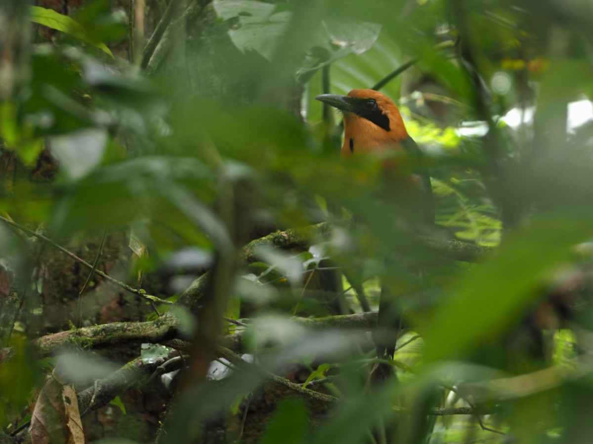 Motmot roux - ML644344395