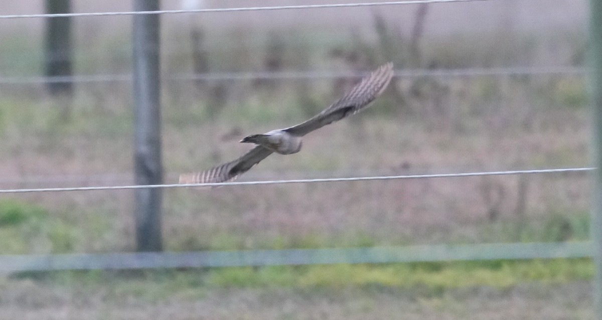 大杜鵑 - ML644344396