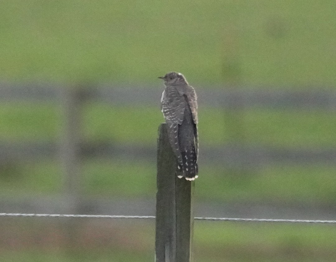 大杜鵑 - ML644344397