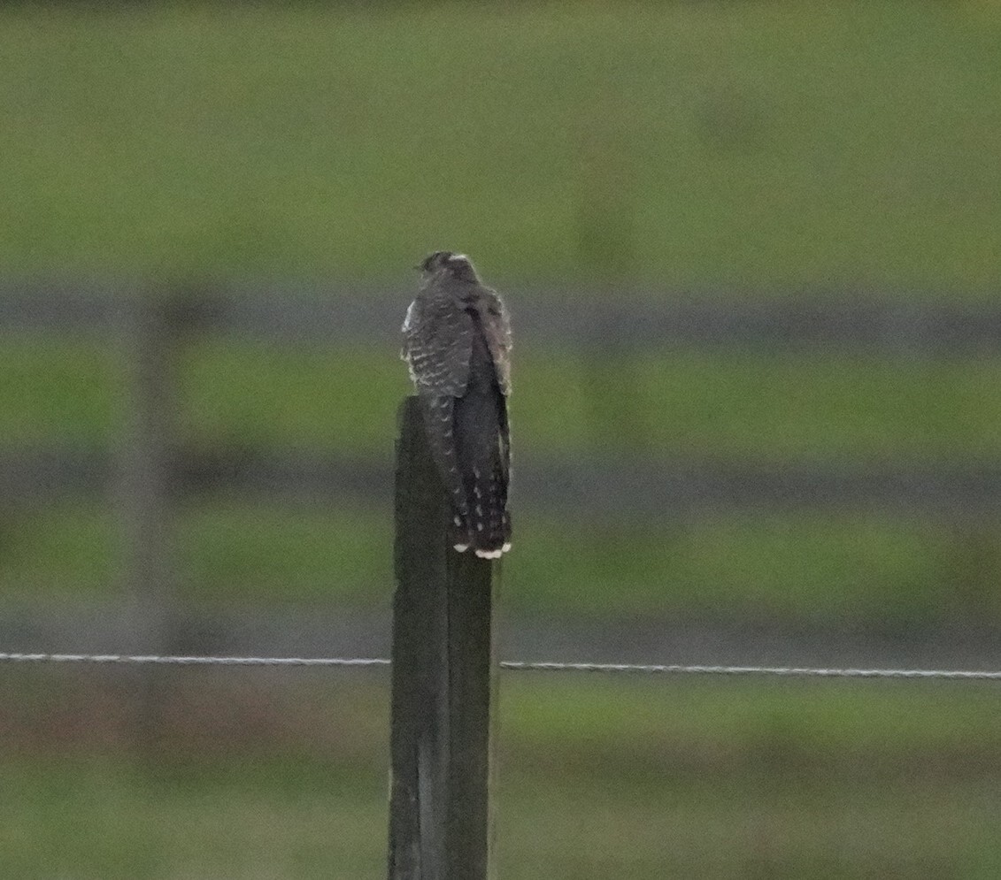 大杜鵑 - ML644344398