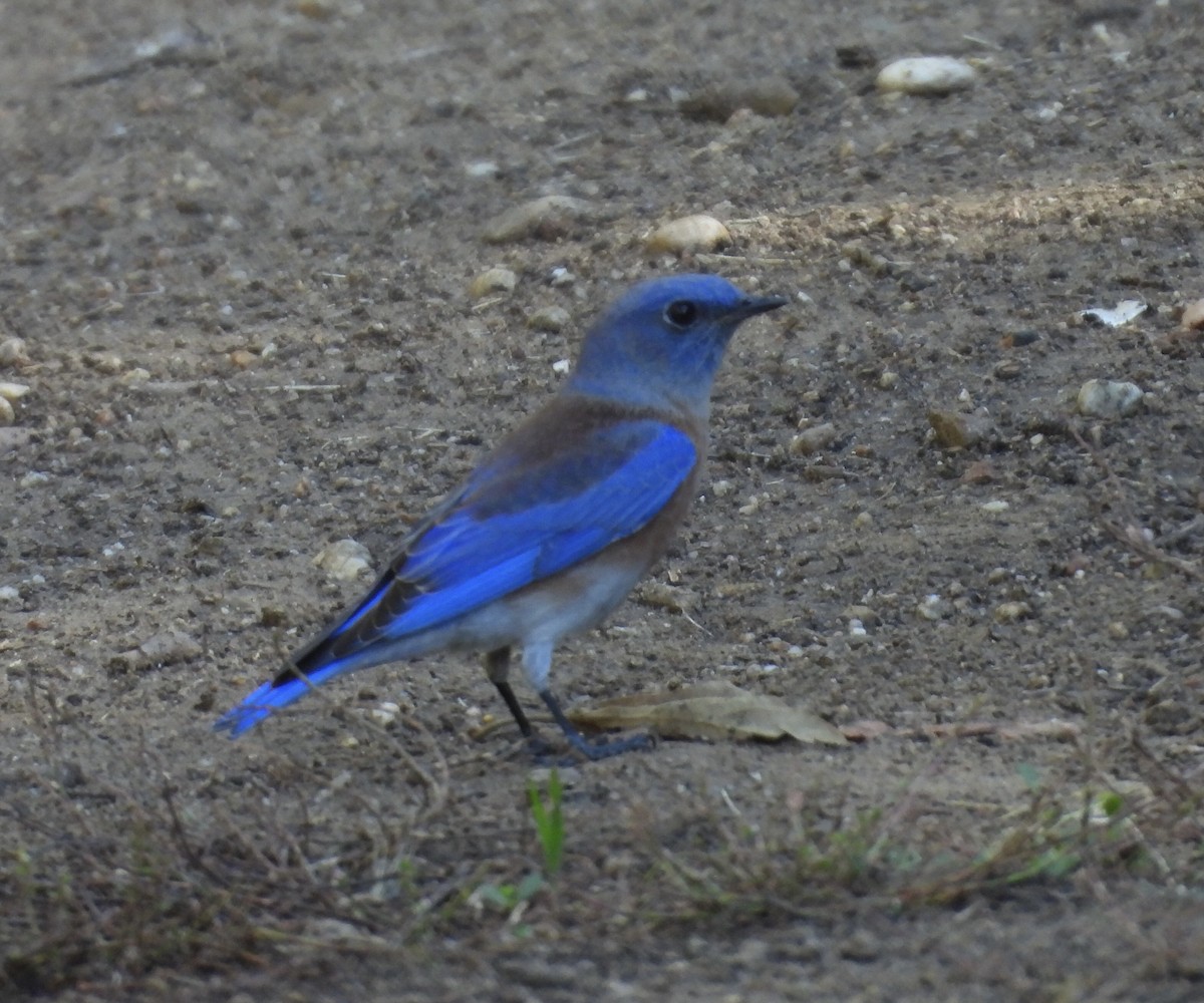Western Bluebird - ML644344410