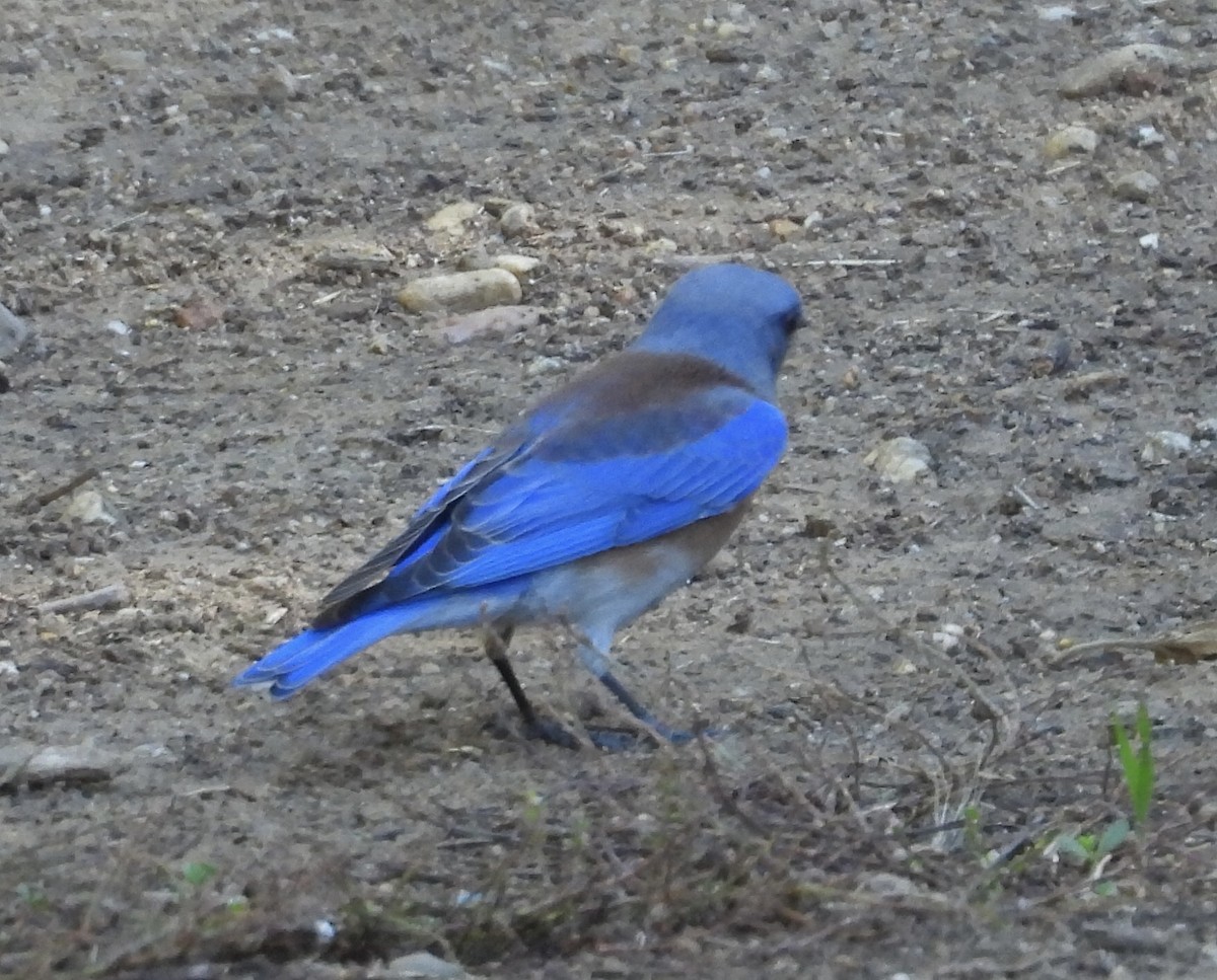 Western Bluebird - ML644344411