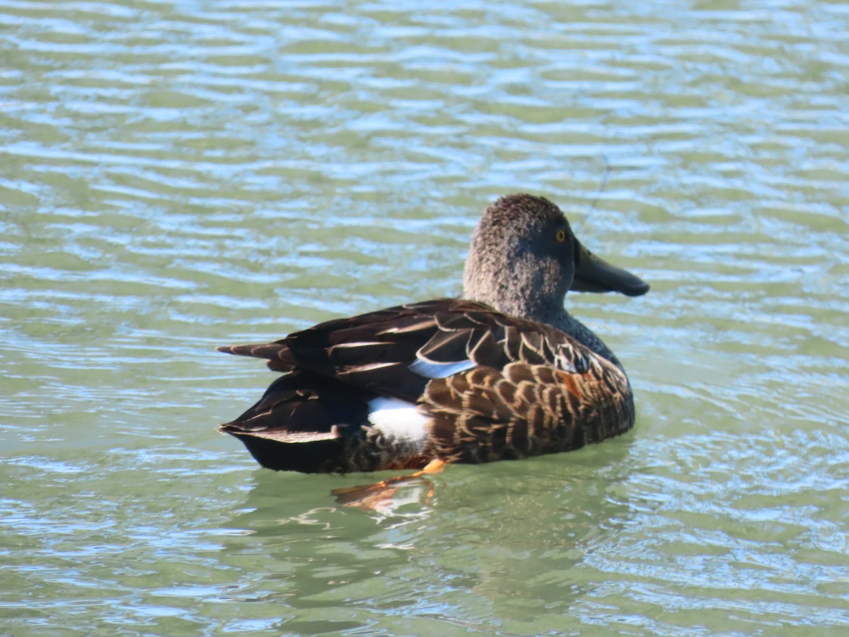 Australasian Shoveler - ML644344414