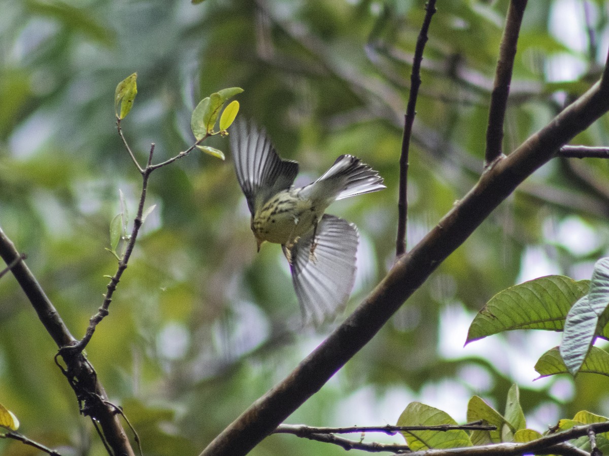 סבכון כתום-גרון - ML644344416