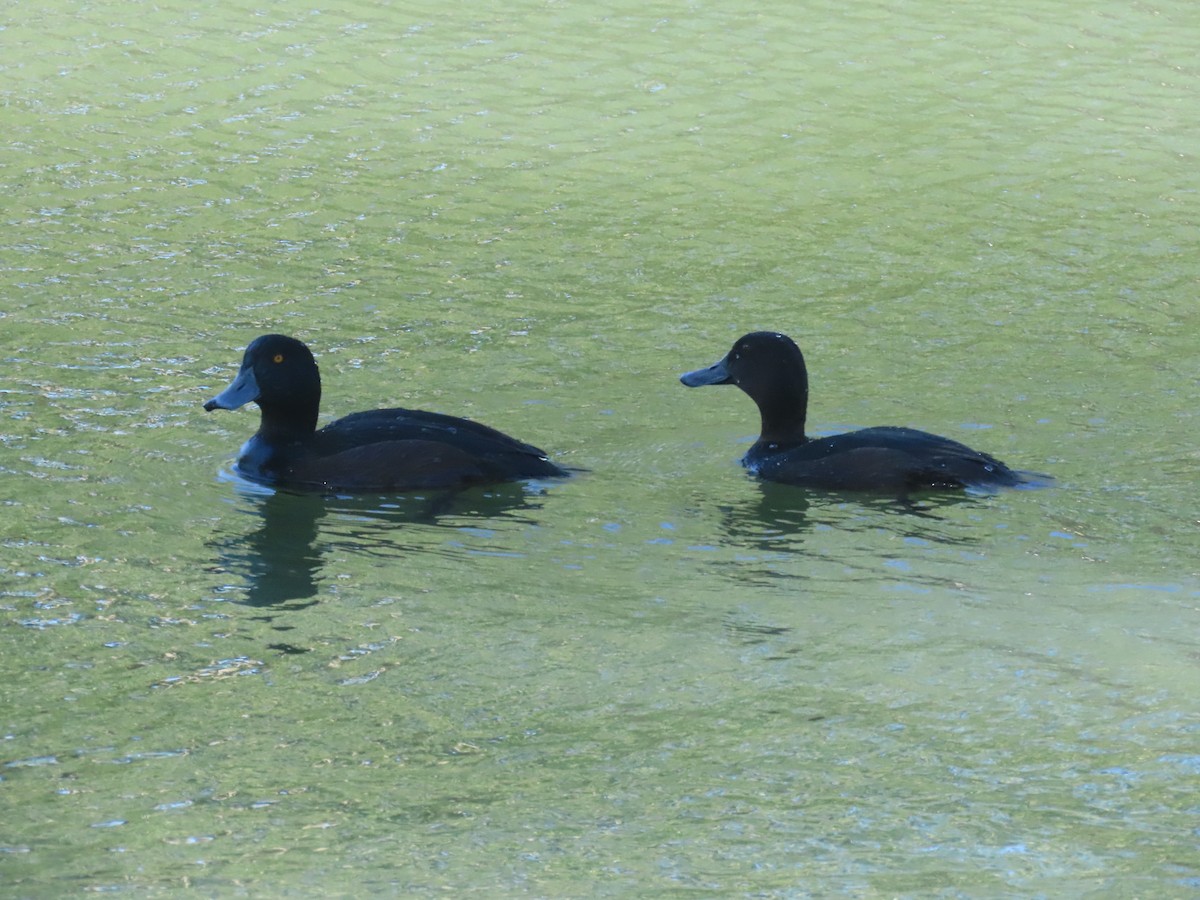 New Zealand Scaup - ML644344426