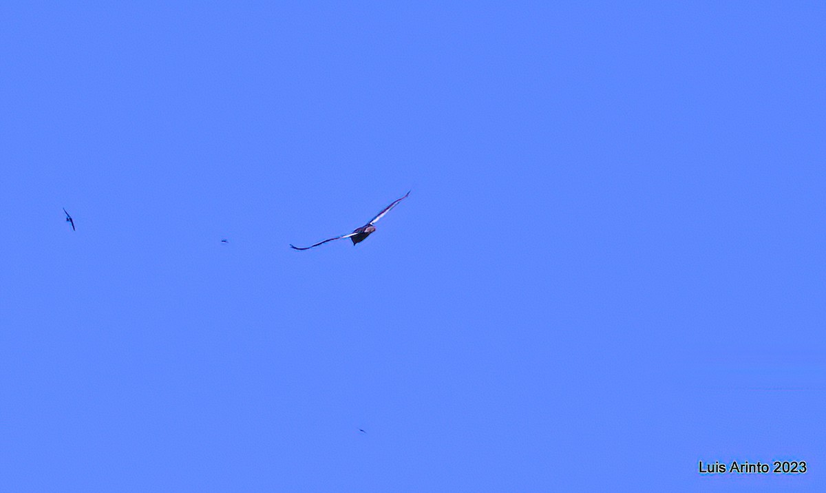 Bateleur des savanes - ML644344448