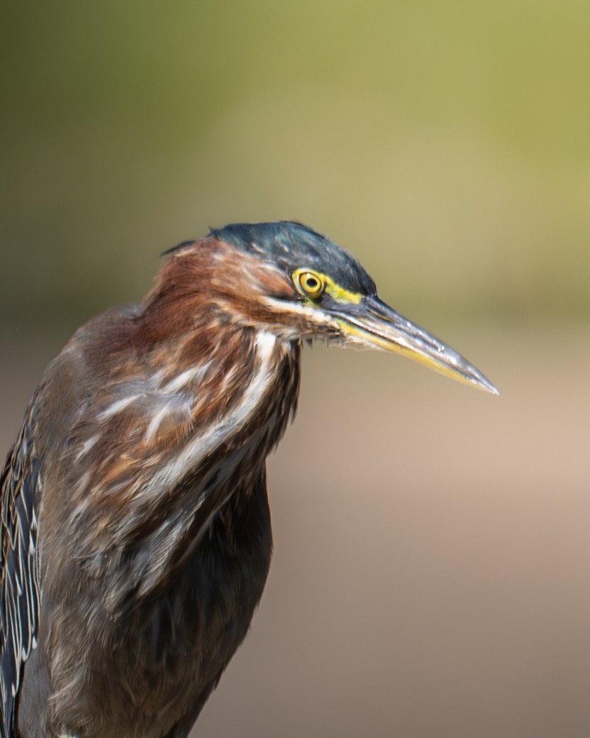 Garcilla Verde - ML644344460