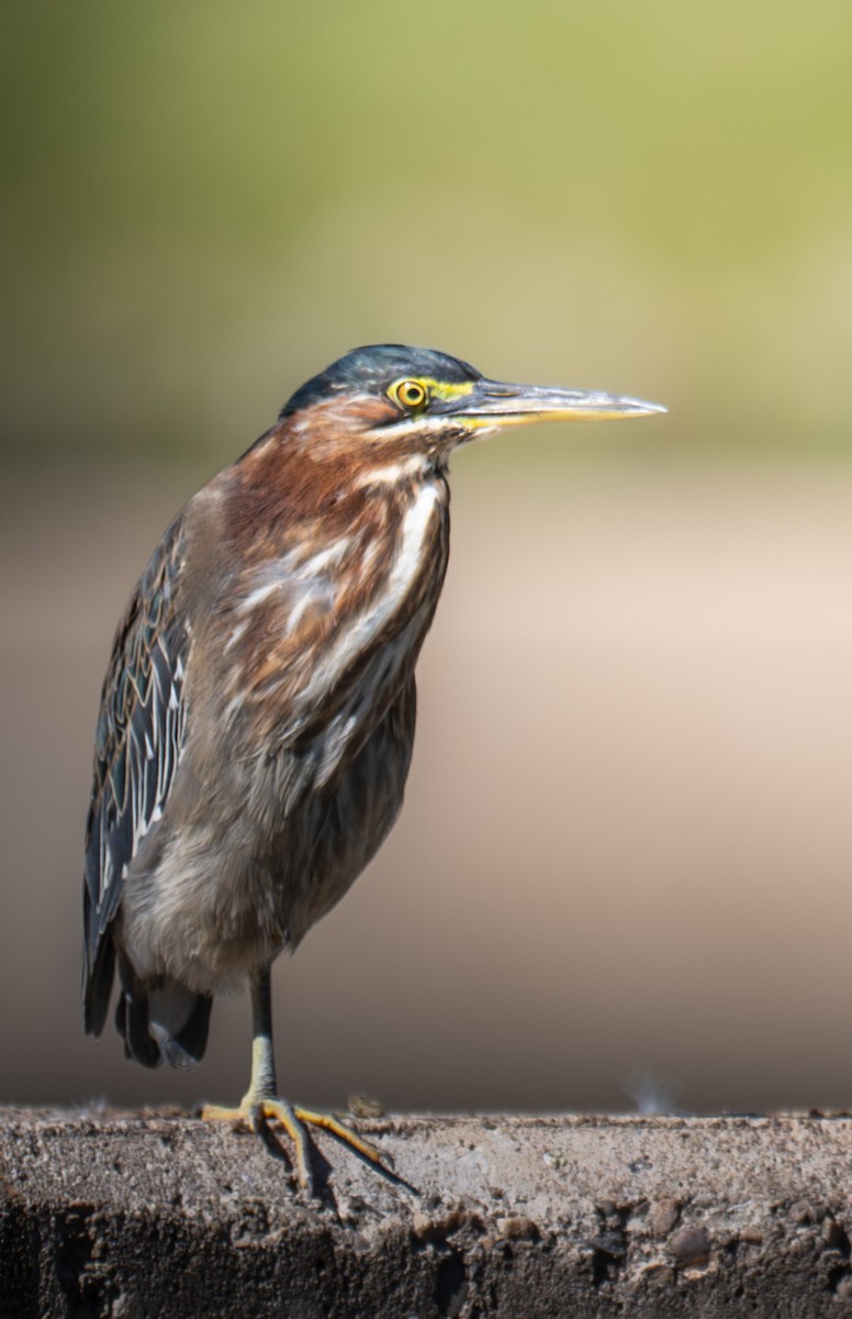 Garcilla Verde - ML644344461