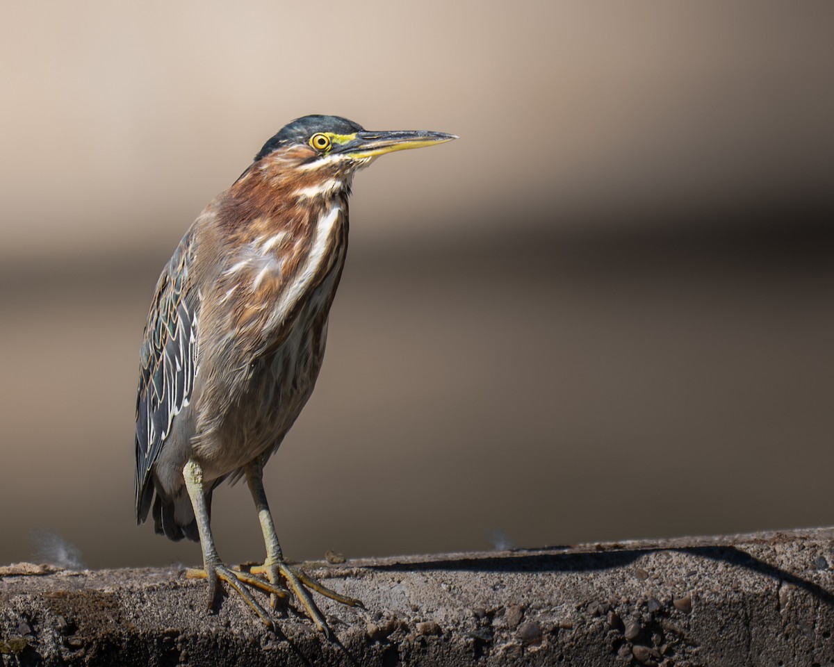 Garcilla Verde - ML644344462