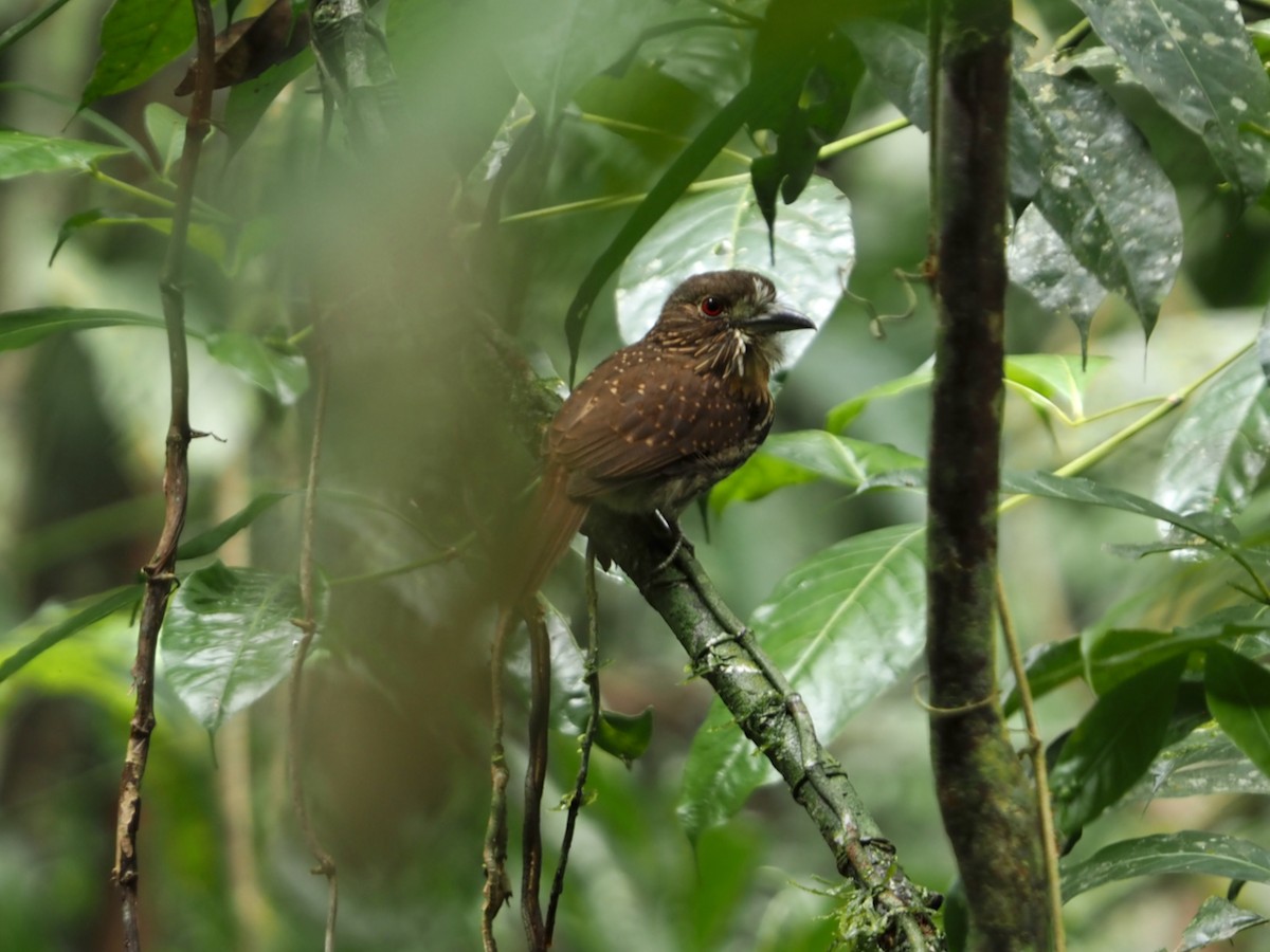 White-whiskered Puffbird - ML644344480