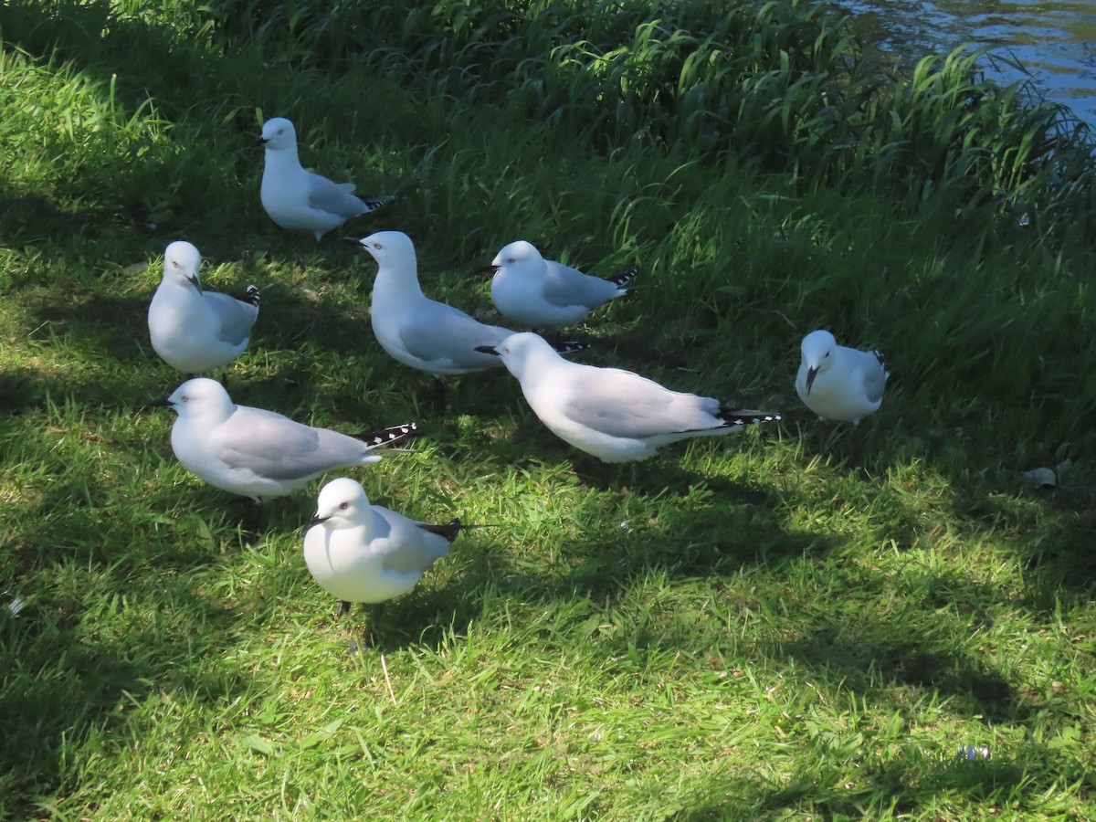 Black-billed Gull - ML644344484