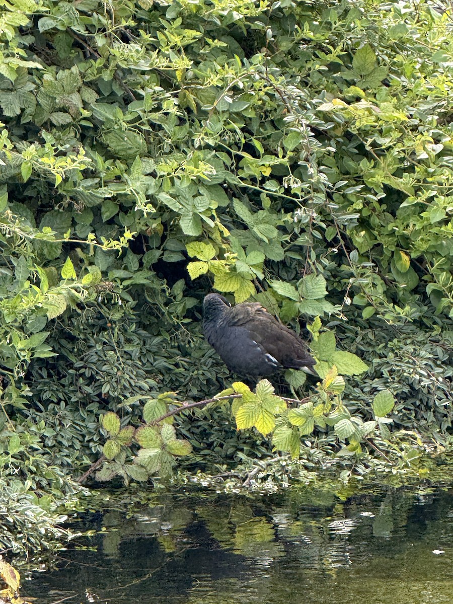 Eurasian Moorhen - ML644344489