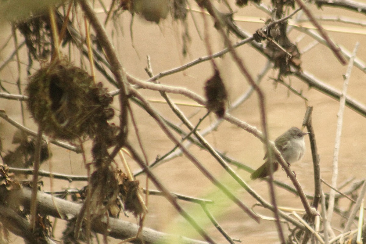Sooty Tyrannulet - ML644344490