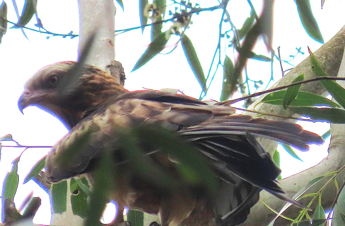 Square-tailed Kite - ML644344491