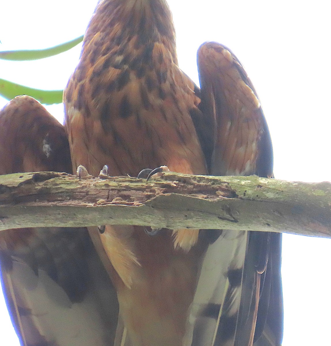 Square-tailed Kite - ML644344492