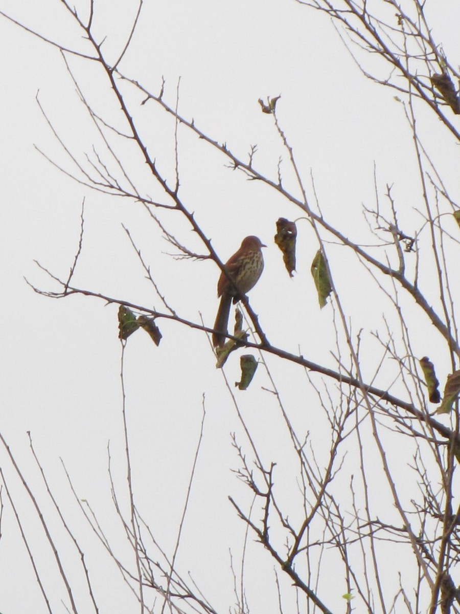 brunspottefugl - ML644344494