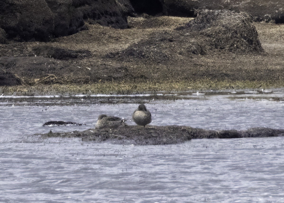 アンデスコガモ - ML644344496