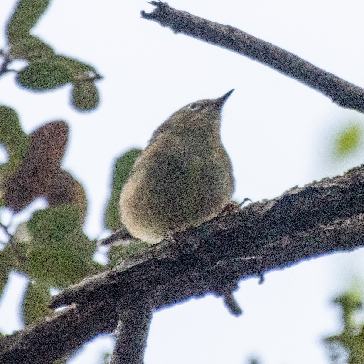 Black-throated Blue Warbler - ML644344500