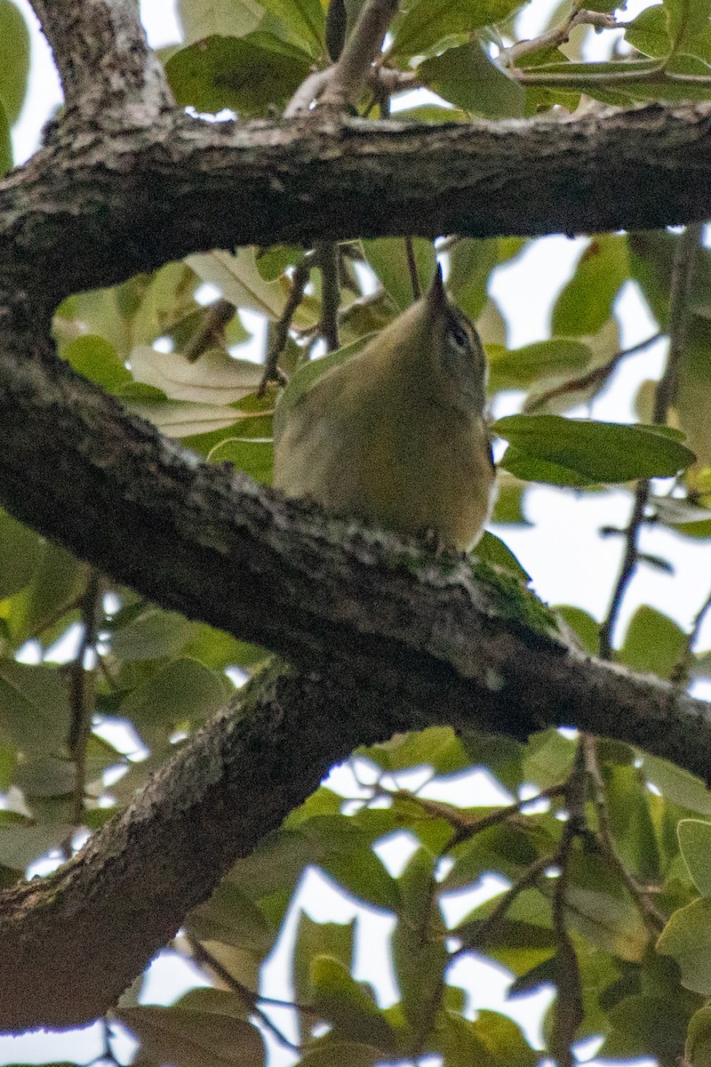 Black-throated Blue Warbler - ML644344501
