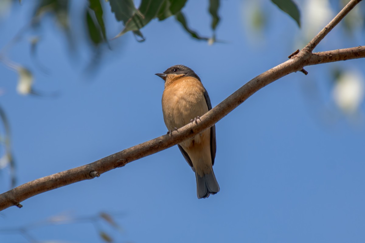 Fawn-breasted Tanager - ML644344526