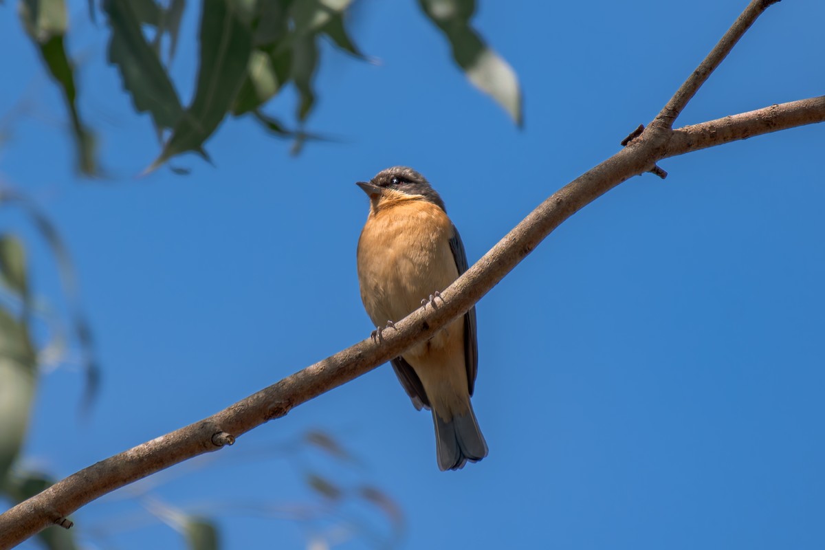 Fawn-breasted Tanager - ML644344527