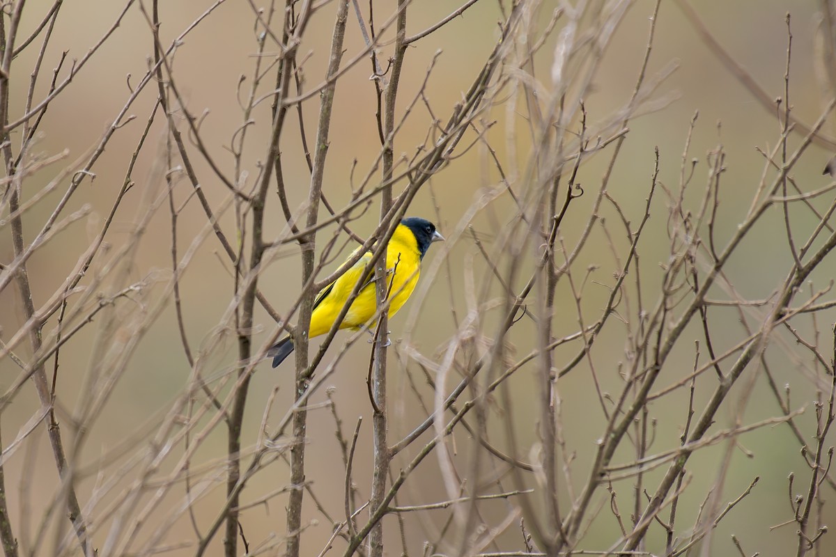 Hooded Siskin - ML644344531