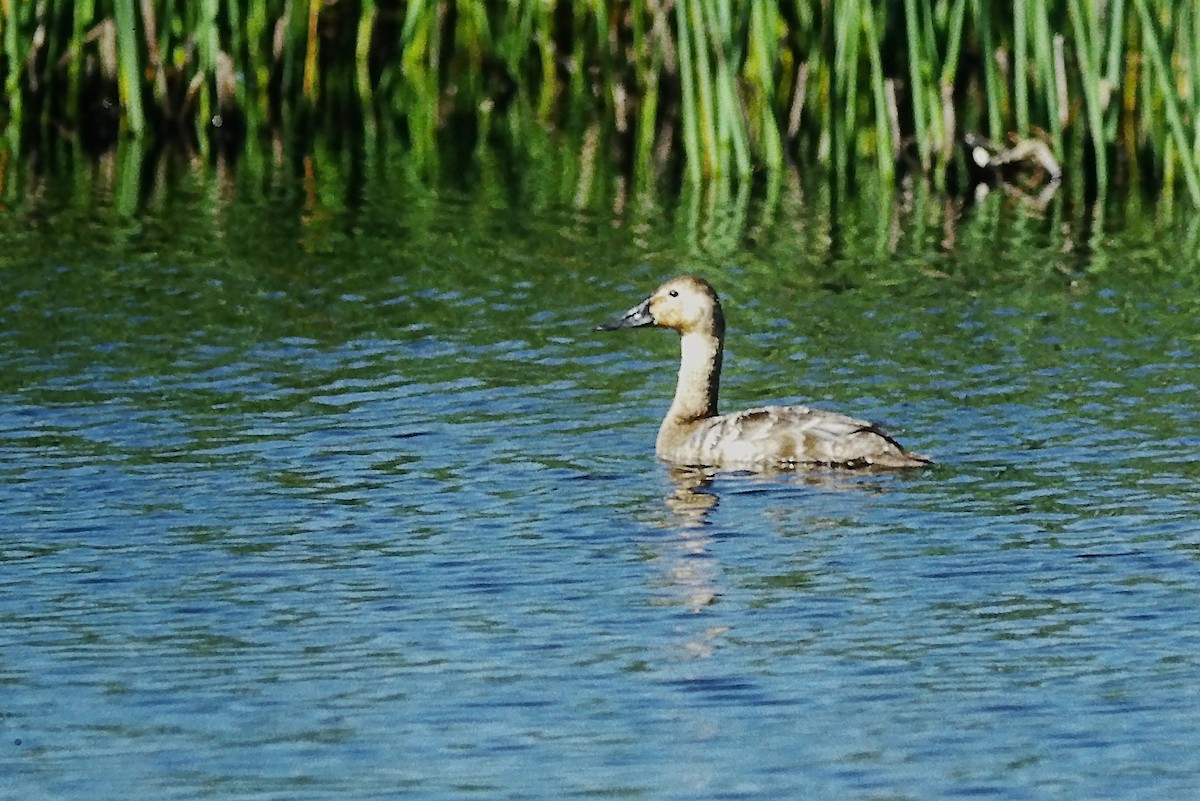 Canvasback - ML644344540