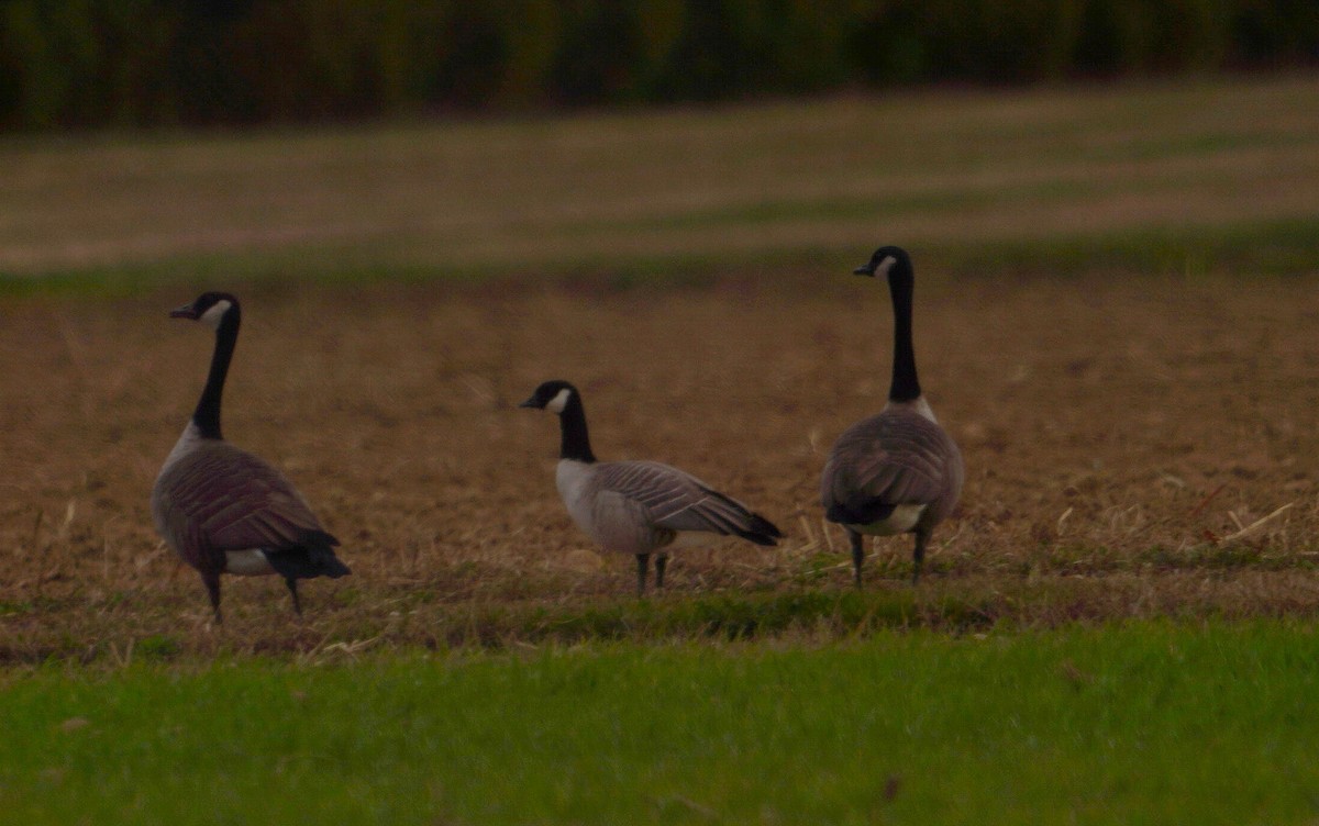 小加拿大雁 - ML644344557