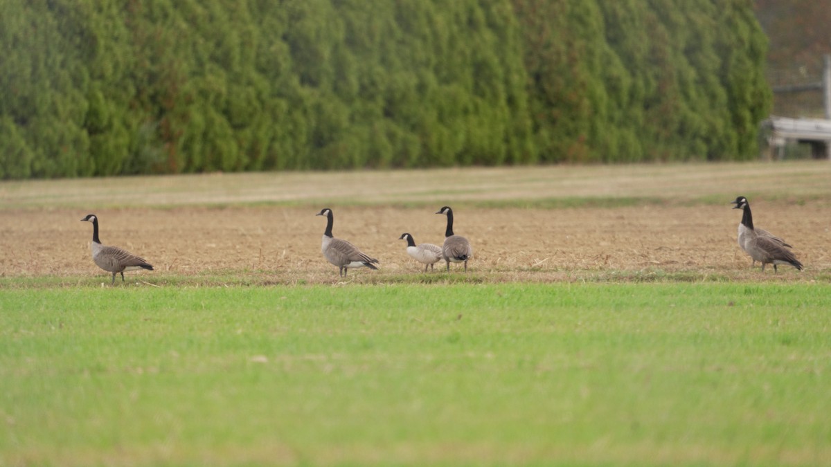 小加拿大雁 - ML644344558
