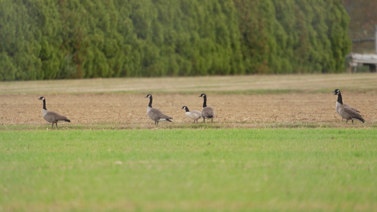 小加拿大雁 - ML644344559
