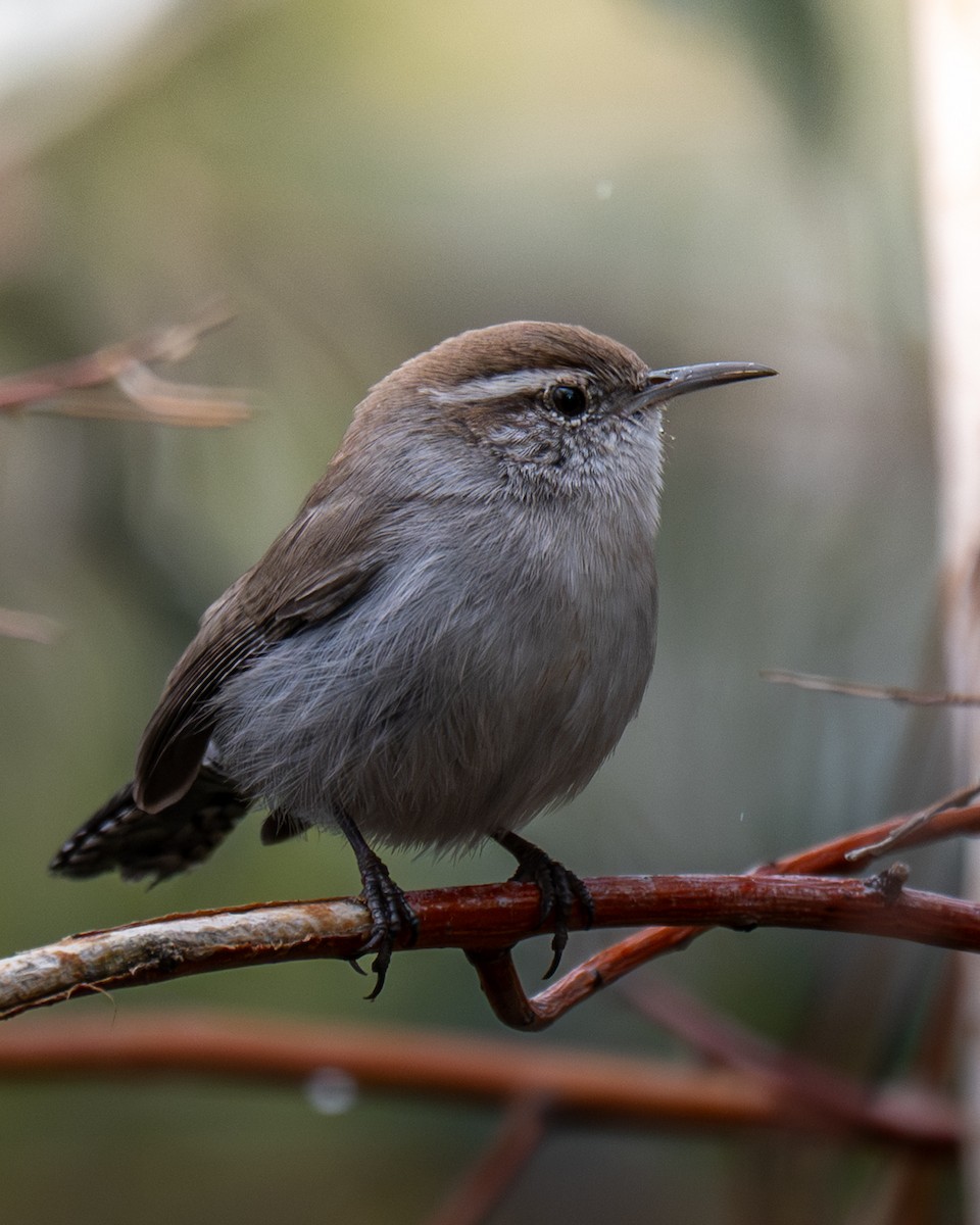 Bewick's Wren - ML644344564