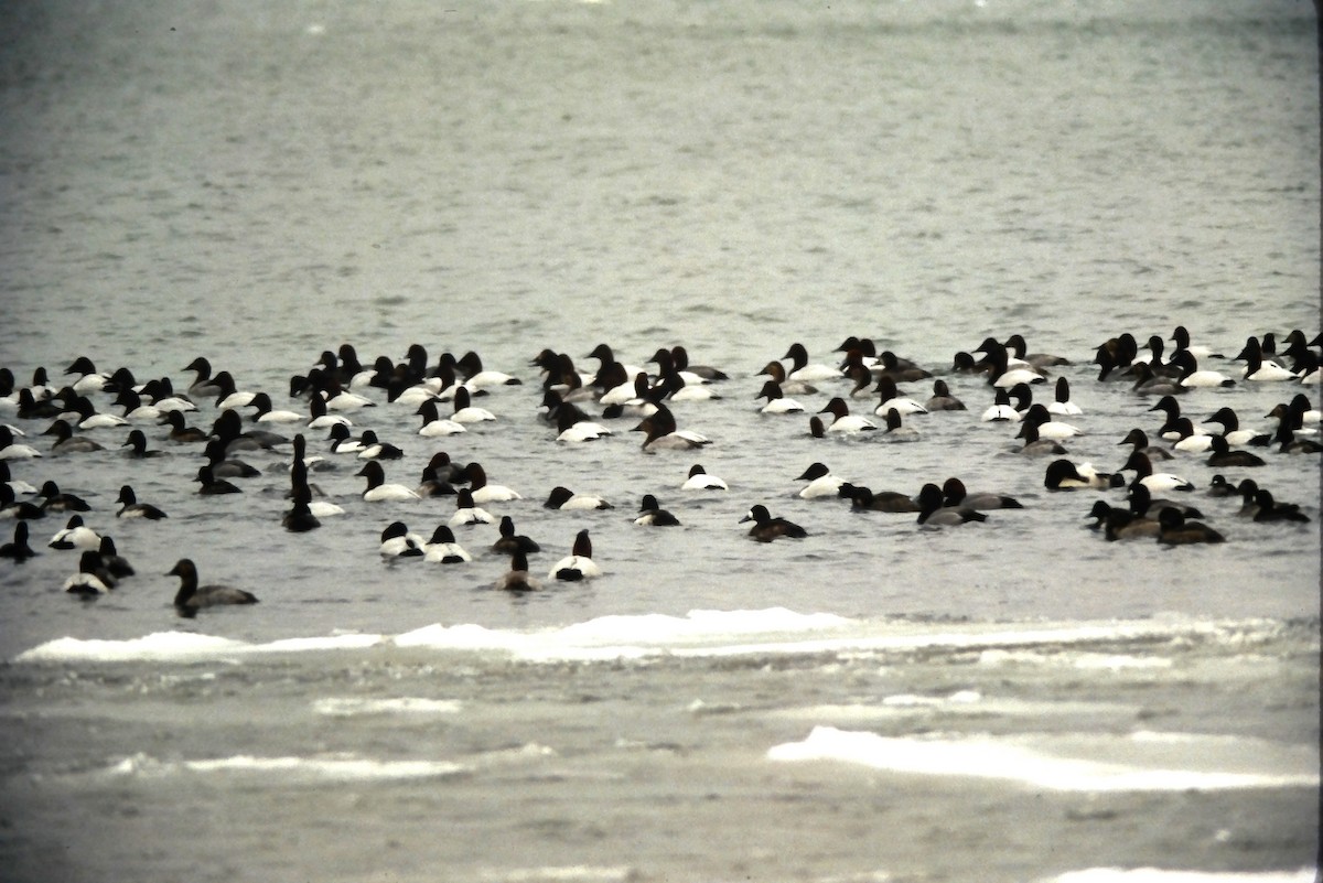 Canvasback - ML644344594