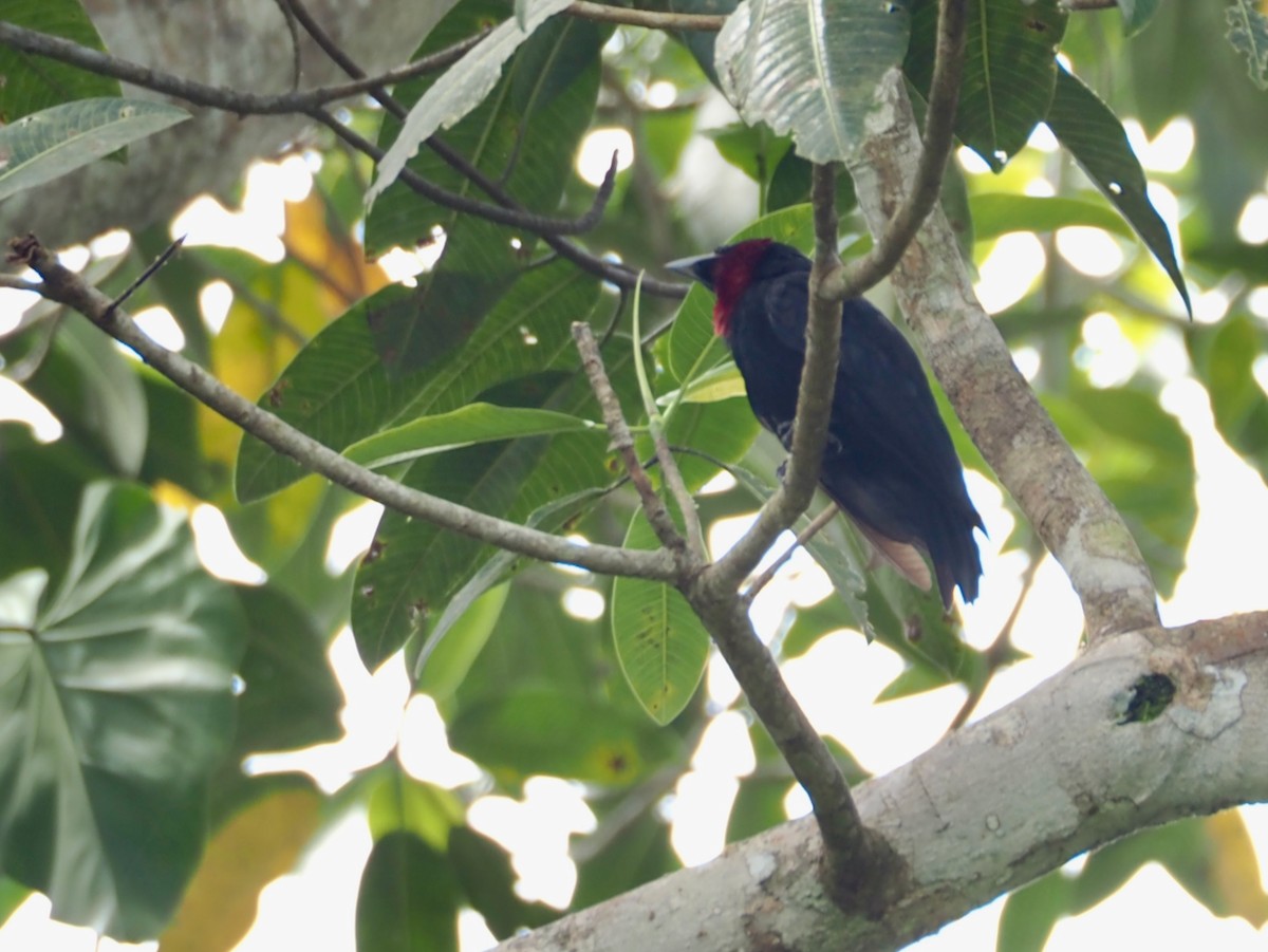 Purple-throated Fruitcrow - ML644344595