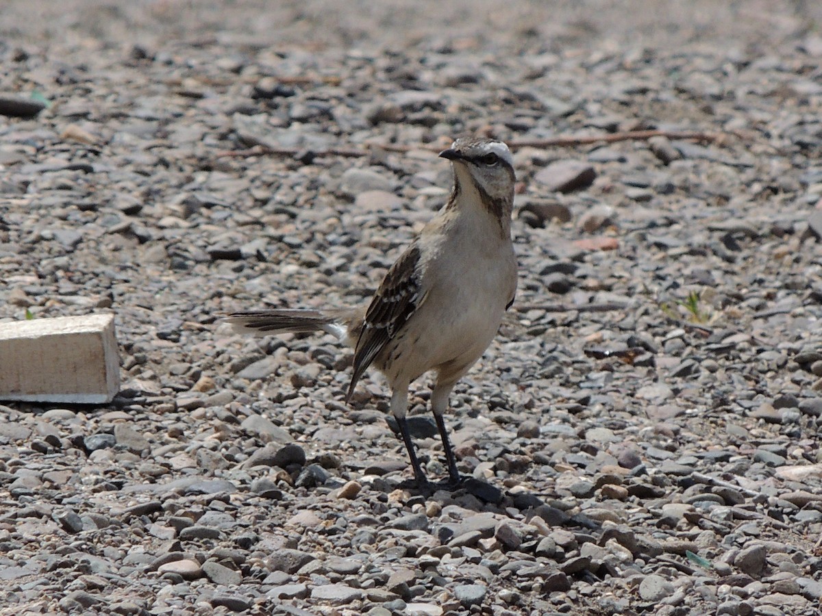 Чилийский пересмешник - ML644344643
