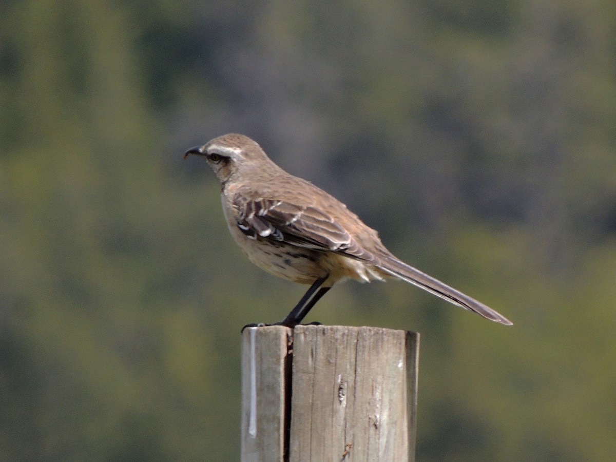 Чилийский пересмешник - ML644344645