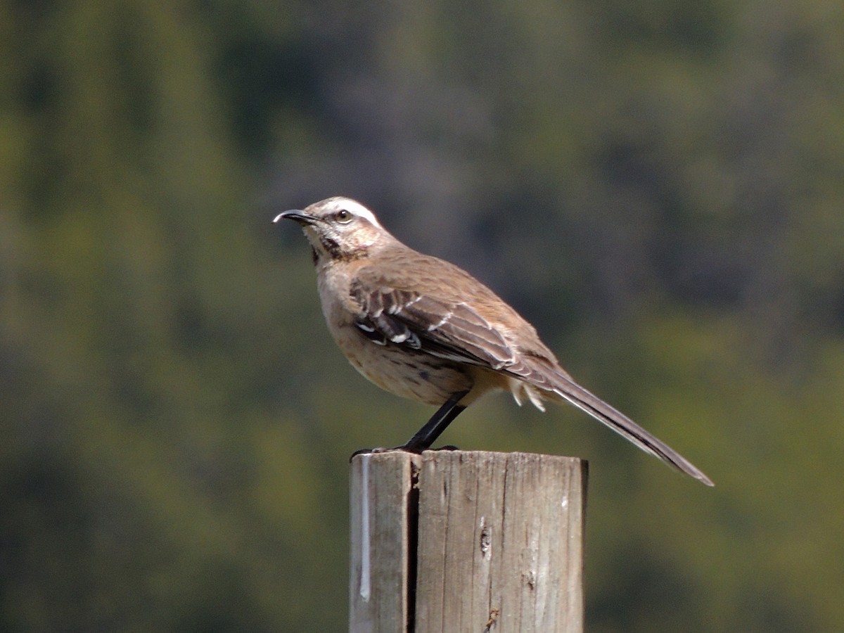 Чилийский пересмешник - ML644344646