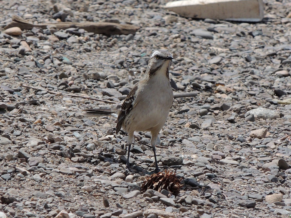 Чилийский пересмешник - ML644344647