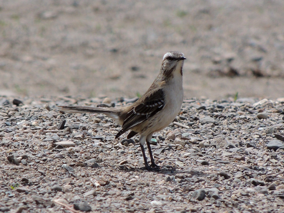 Чилийский пересмешник - ML644344649