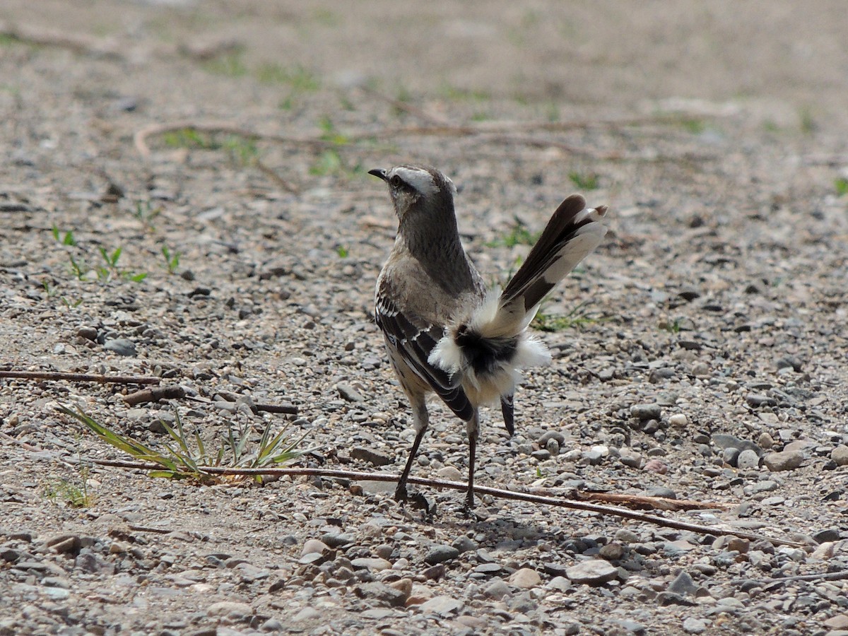 Чилийский пересмешник - ML644344650