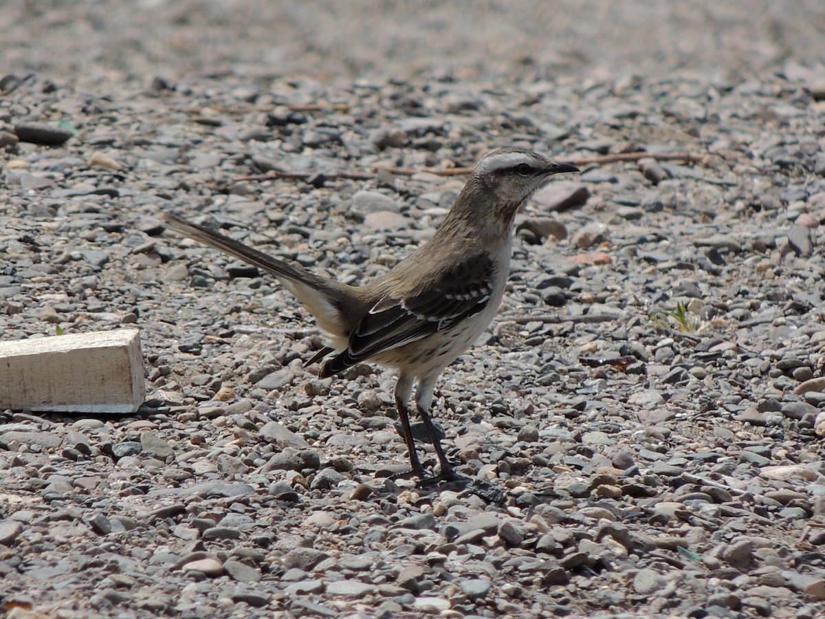 Чилийский пересмешник - ML644344652