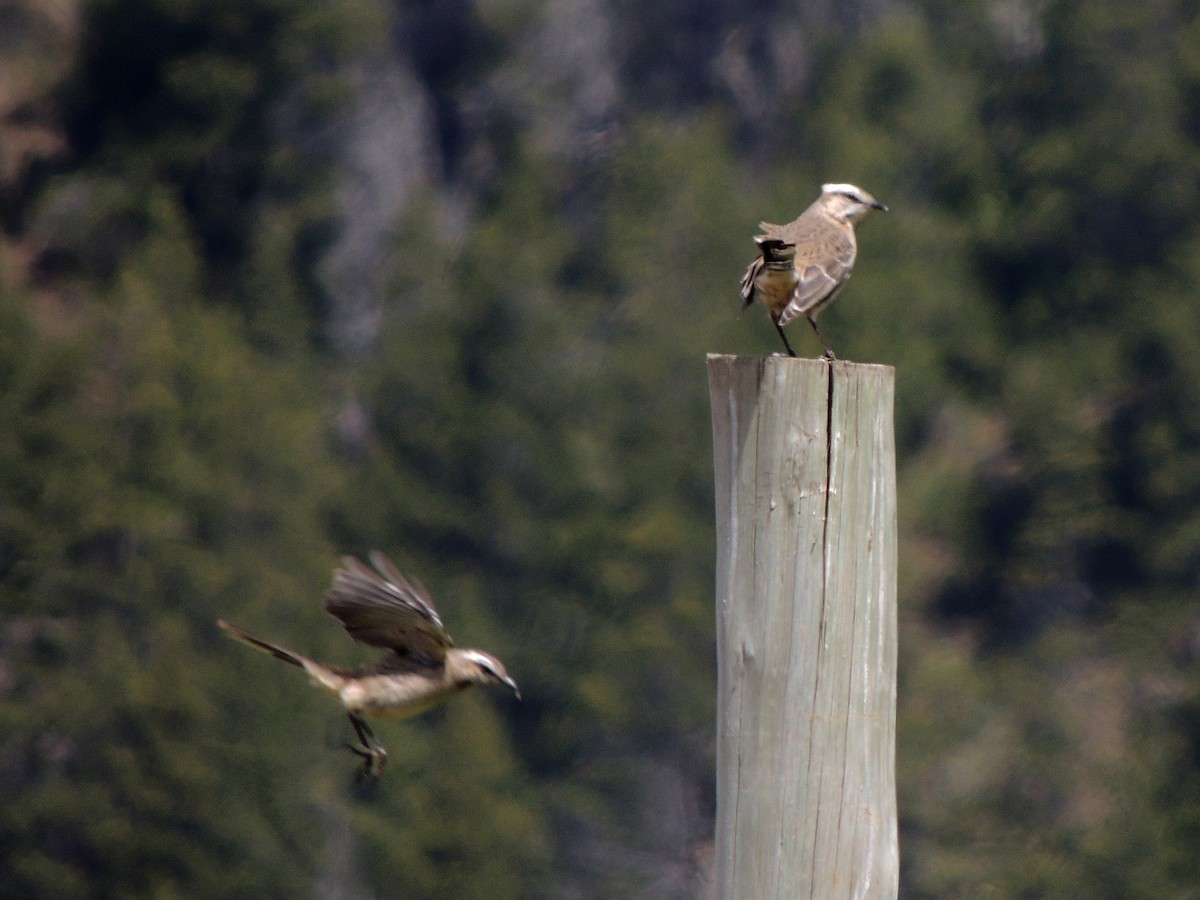 Чилийский пересмешник - ML644344653