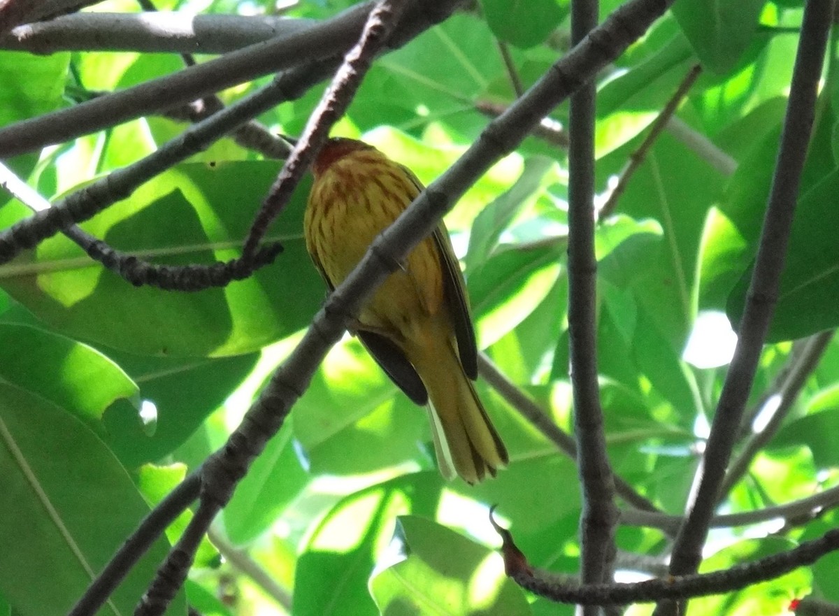 Mangrove Yellow Warbler - ML644344658