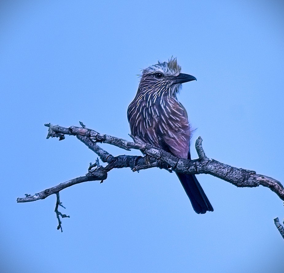 チャガシラニシブッポウソウ - ML644344674