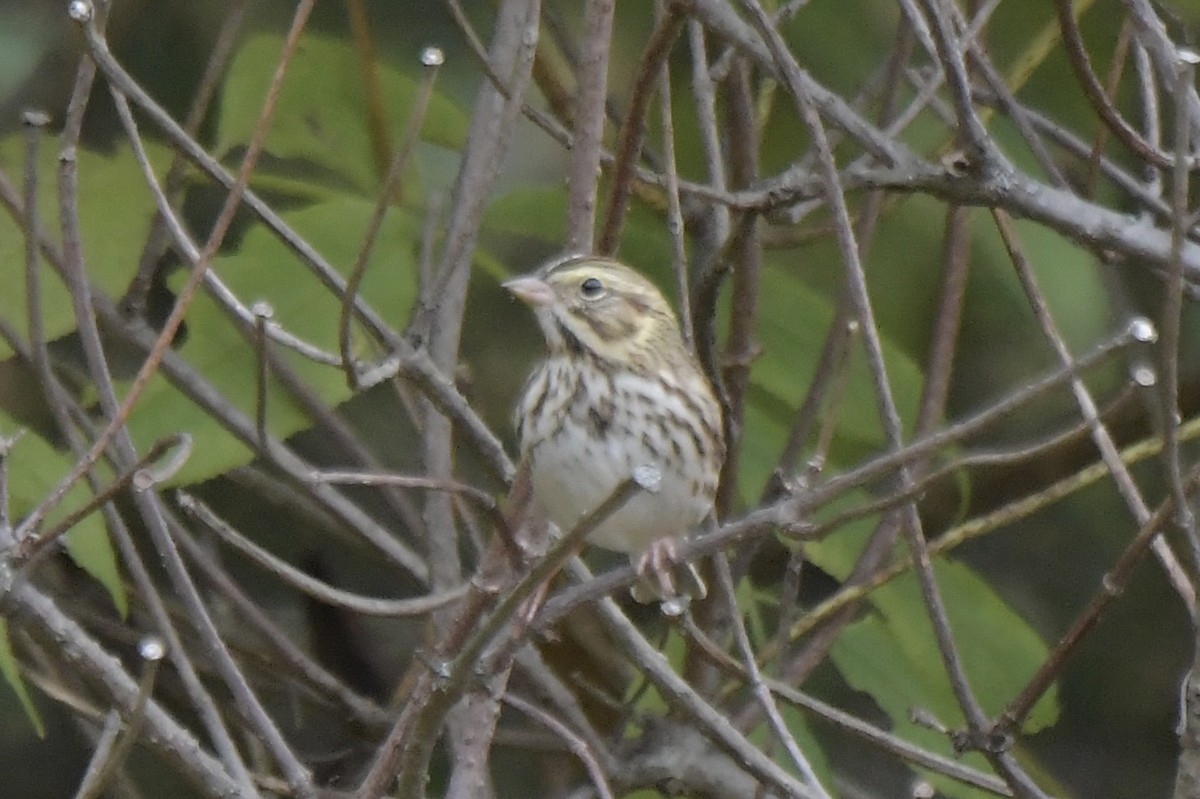 Savannah Sparrow - ML644344678