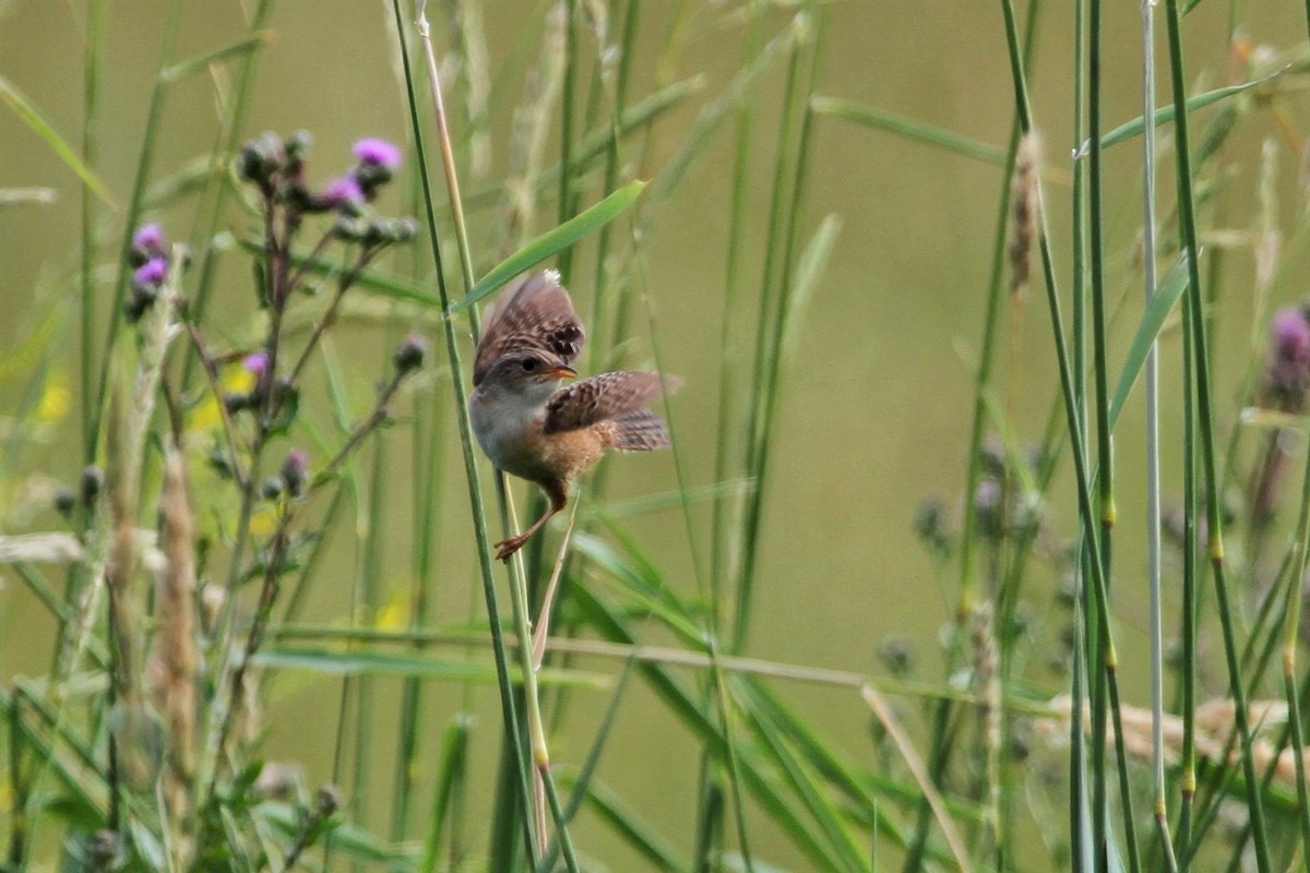 Cucarachero Culibarrado - ML644344688