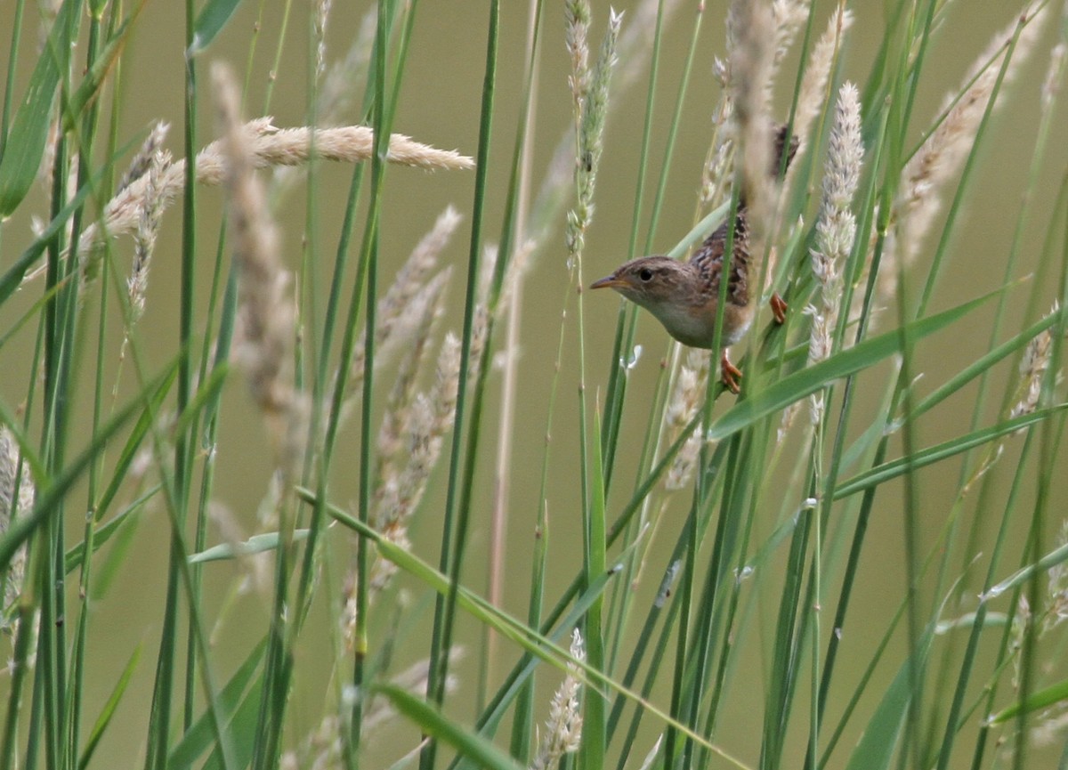 Cucarachero Culibarrado - ML644344689