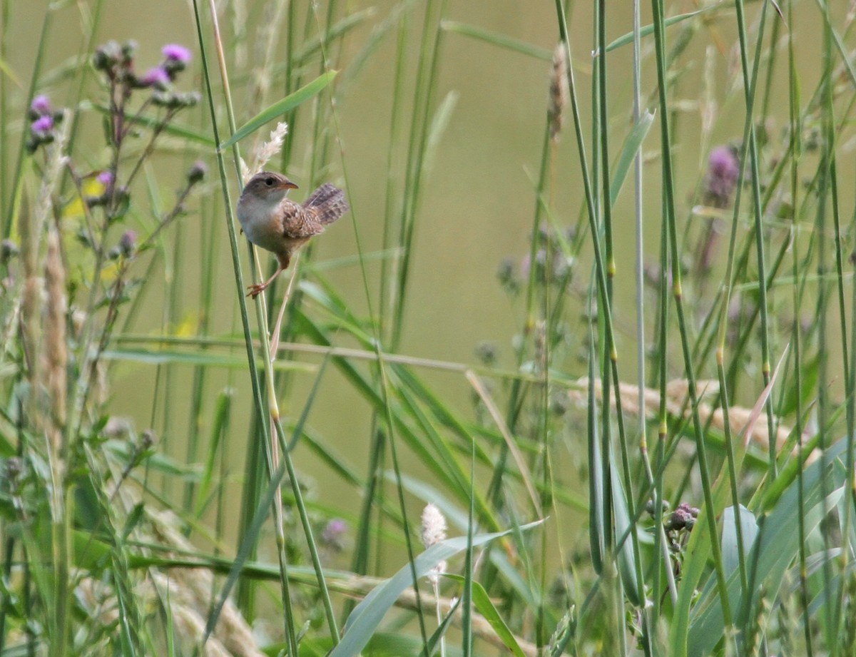 Cucarachero Culibarrado - ML644344690