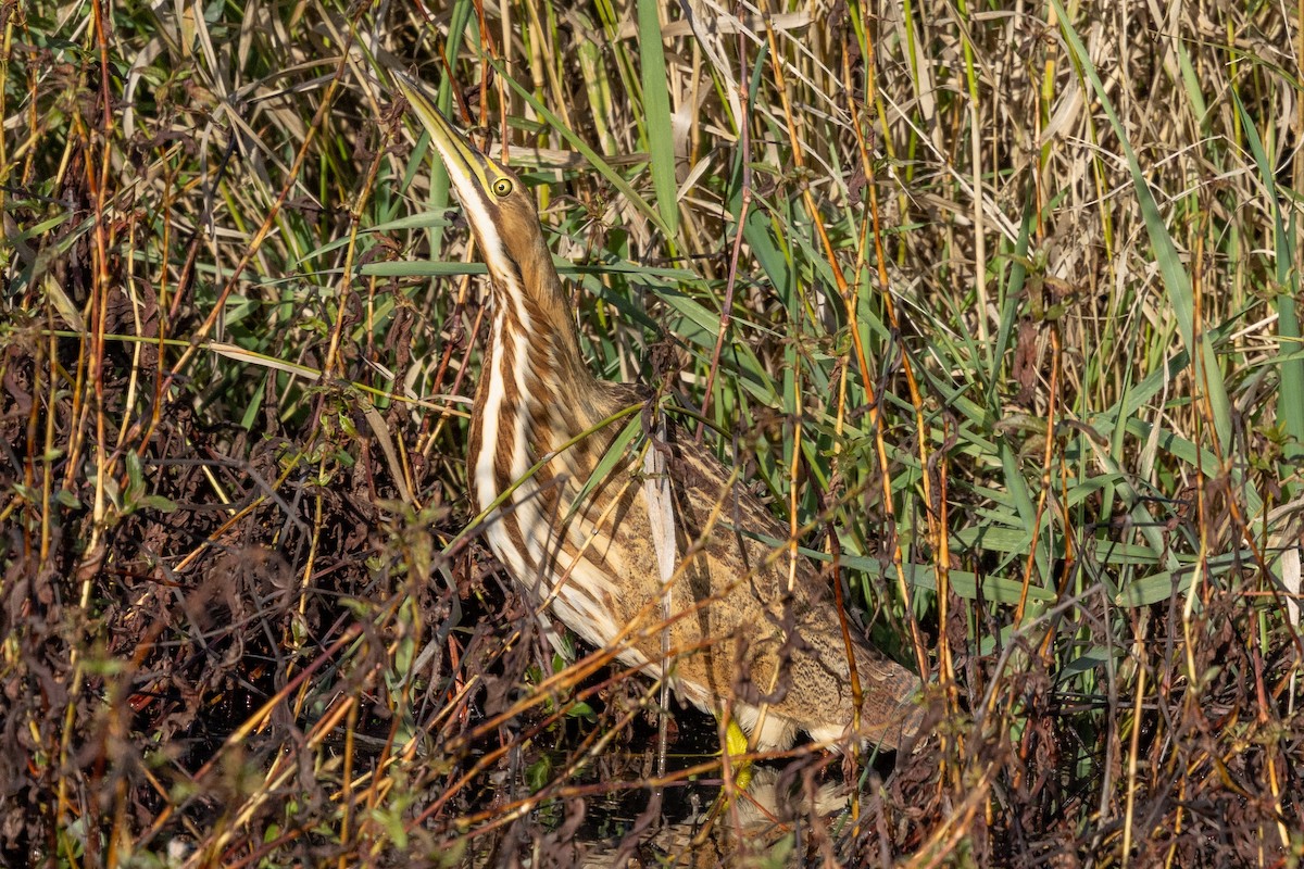 American Bittern - ML644344692