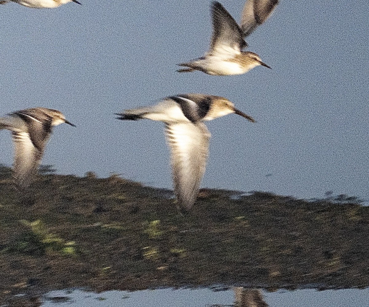 Хар элсэг - ML644344694